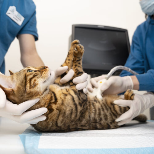Comment garder votre chat en bonne santé : conseils pour la prévention des maladies courantes