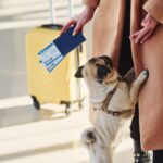 Conseils pour voyager avec votre chien ou votre chat en toute sécurité