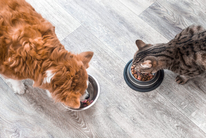 Comment bien nourrir votre chien ou votre chat : aliments recommandés et portions idéales